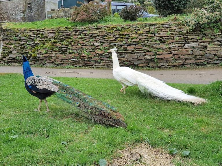 Trelawney Cottage, Sleeps Up To 4, Wifi, Fully Equipped Menheniot Extérieur photo